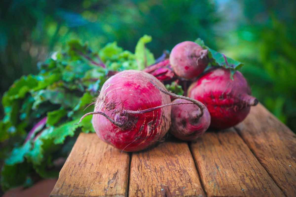 barbabietole rosse su un ceppo