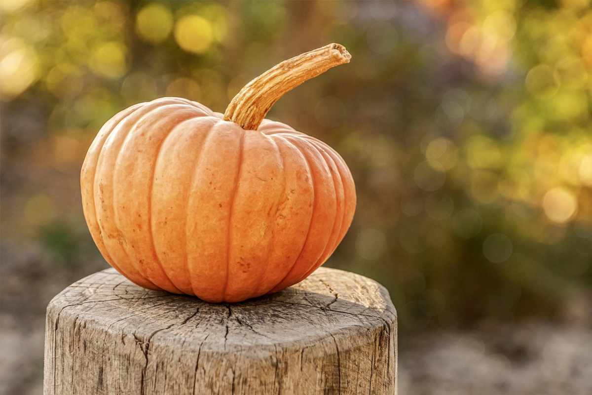 zucca intera appoggiata su un ceppo